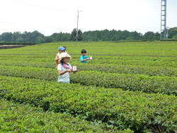 お茶藩寺子屋報告