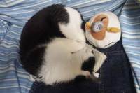 分かりにくい色合い。