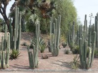 ★乾燥地で生きる植物の戦略★