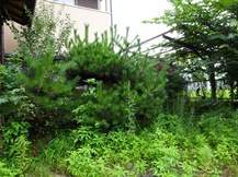 ★SK様邸・お庭の手入れ★
