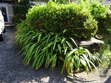 ★OK様邸・芝・草刈り★