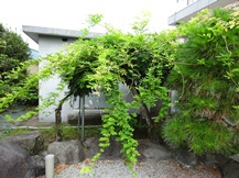 ★鞘と伴に弾け飛ぶ藤の種★