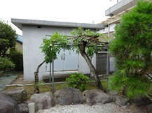 ★鞘と伴に弾け飛ぶ藤の種★