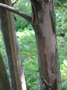 皇居東御苑・二の丸庭園③
