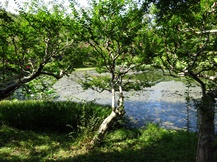 皇居東御苑・二の丸庭園④