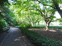 皇居東御苑・二の丸庭園④