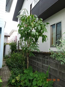 ★先週の手入れから②★