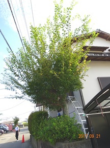 ★先週の手入れから②★