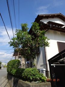 ★先週の手入れから②★