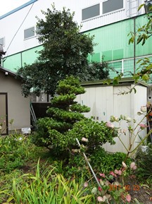 ★YU様邸・伐木★