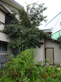 ★YU様邸・伐木★