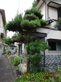 ★YU様邸・伐木★
