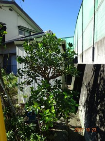 ★YU様邸・伐木★