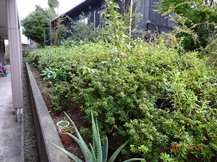 ★生垣の剪定・芝刈りなど★