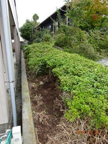 ★生垣の剪定・芝刈りなど★