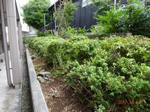 ★生垣の剪定・芝刈りなど★