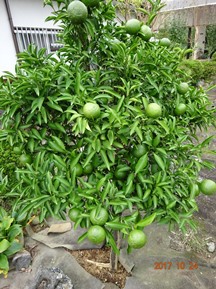 ★生垣の剪定・芝刈りなど★