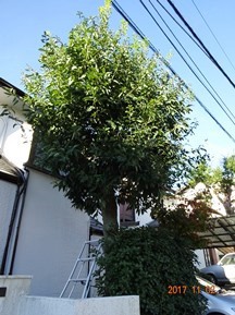 ★SG様邸・お庭の手入れ★
