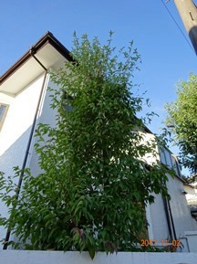 ★SG様邸・お庭の手入れ★