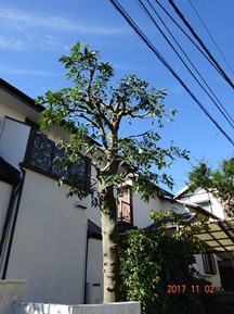 ★SG様邸・お庭の手入れ★