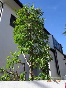★SG様邸・お庭の手入れ★