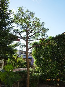 ★SG様邸・お庭の手入れ★
