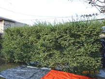 ★IS様邸・お庭の手入れ★