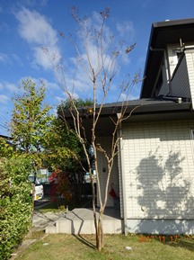 ★IS様邸・お庭の手入れ★