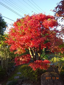 ★イロハモミジ・花は咲く★