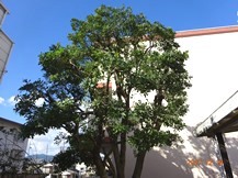 ヤマモモの剪定 植木屋じぃじ 剪定 伐木 草刈 消毒 富士市