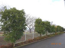 ★S社様･緑地帯･手入れ①★