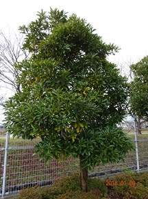 ★S社様･緑地帯･手入れ①★