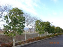 ★S社様･緑地帯･手入れ①★