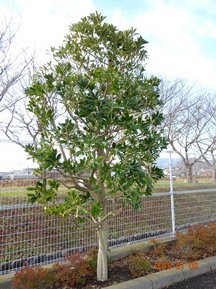 ★S社様･緑地帯･手入れ①★