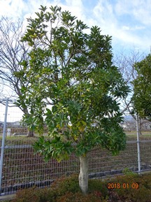 ★S社様･緑地帯･手入れ①★