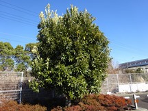 ★S社様･緑地帯･手入れ①★