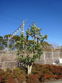 ★S社様･緑地帯･手入れ①★