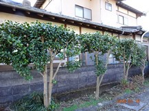 ★TY様邸･お庭の手入れ★