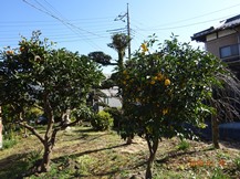 ★TY様邸･お庭の手入れ★