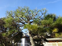 ★TY様邸･お庭の手入れ★