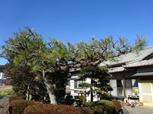 ★TY様邸･お庭の手入れ★