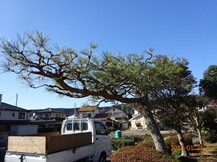 ★TY様邸･お庭の手入れ★