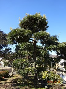 ★TY様邸･お庭の手入れ★