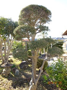 ★TY様邸･お庭の手入れ★