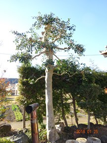 ★TY様邸･お庭の手入れ★