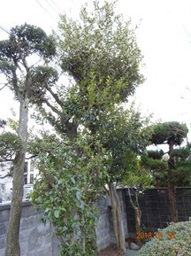 ★HJ様邸・お庭の手入れ★