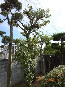 ★HJ様邸・お庭の手入れ★