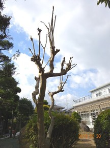★HJ様邸・お庭の手入れ★