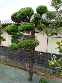 ★HJ様邸・お庭の手入れ★