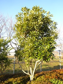 S社様･緑地帯･手入れ③